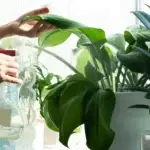 Kangen - watering plants2