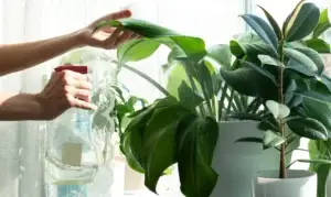 Read more about the article Watering plants with Kangen Water